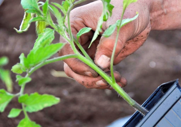 planting tomato