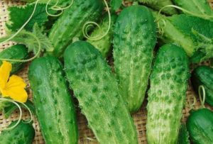 Characteristics and description of the Phoenix cucumber variety, how much yield and how to grow