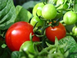 Caractéristiques et description de la variété de tomate Boni mm, son rendement