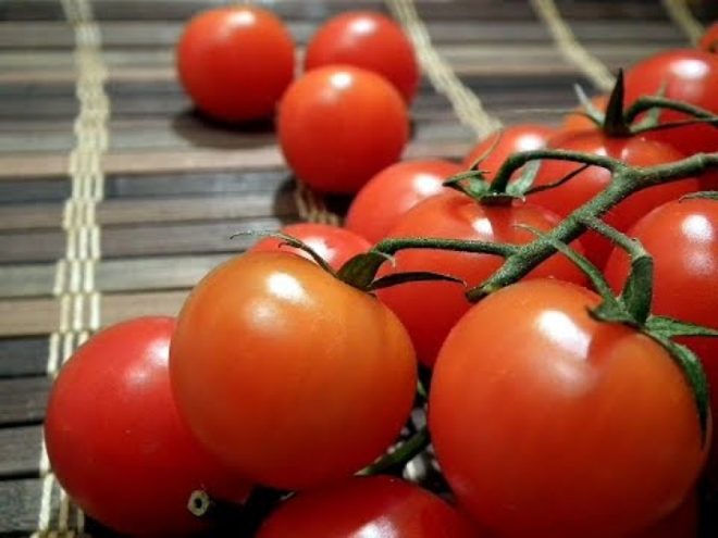 récolte de tomates