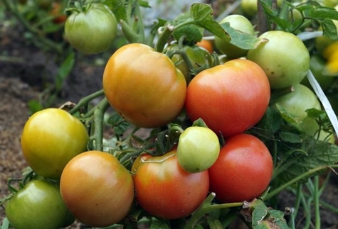 buissons de tomates rose des vents