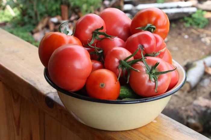 tomato terbuka f1 dalam mangkuk