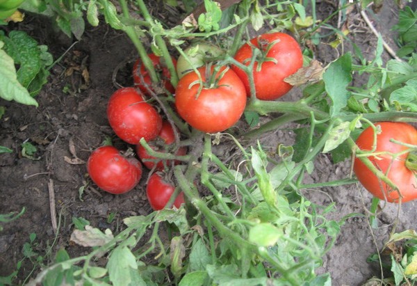 tomato bushes Mongolian dwarf