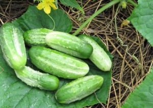 Características y descripción de la variedad de pepinos Competidor, plantación, cuidado y cultivo.