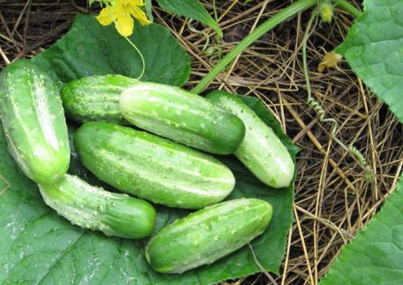 competidor de pepino en el jardín