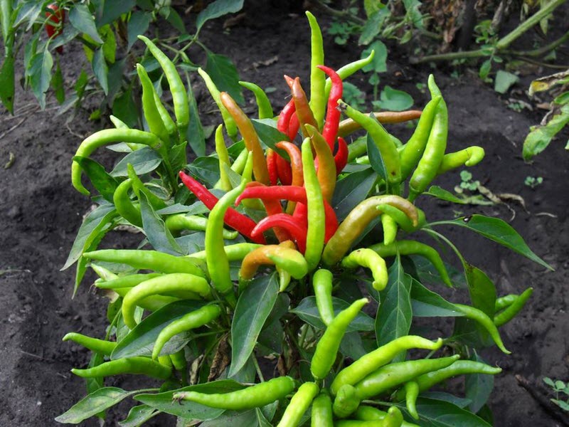 bitter pepper grows in the garden