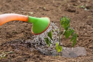 How to spray tomatoes with fertilizer from milk and iodine, is it possible