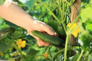 ¿Por qué los pepinos son amargos en el invernadero y en el jardín, y qué hacer?