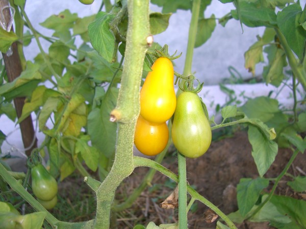 titisan madu tomato di ladang terbuka