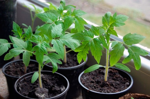 tomato seedlings