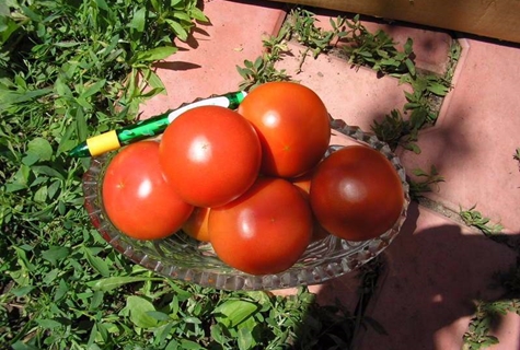 tomatoes Crystal F1