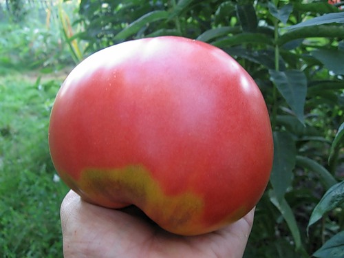 tomate miel rosa en mano