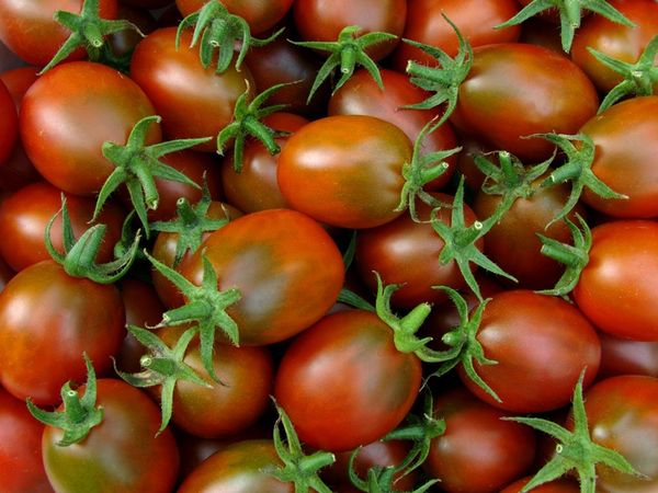 tomato emperor