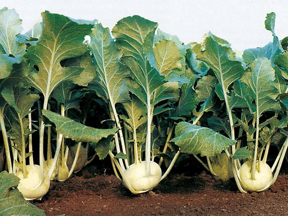 kohlrabi cabbage in the open field