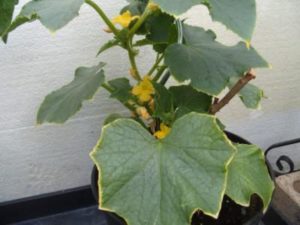 Why do cucumber leaves on the windowsill turn yellow and dry and what to do