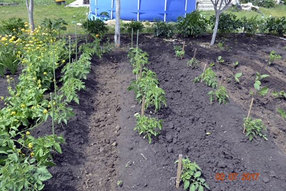 tomates dans le jardin