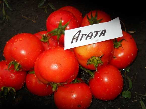 apparence de la tomate agate