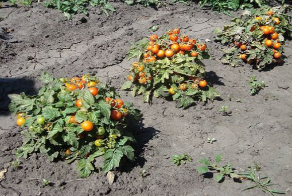 tomatoes in the garden