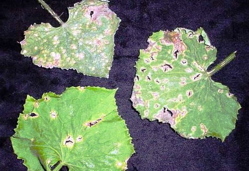 cucumber anthracnose