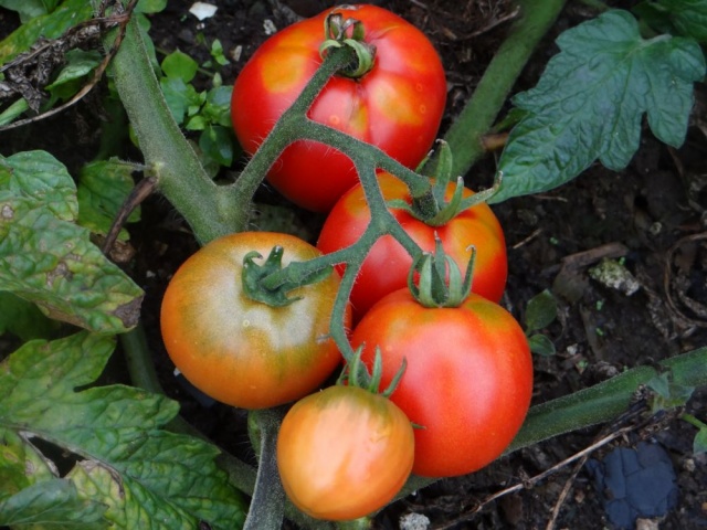 tomato arctic