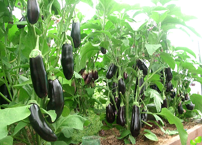 les aubergines poussent dans une serre