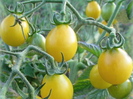 buah pala putih tomato