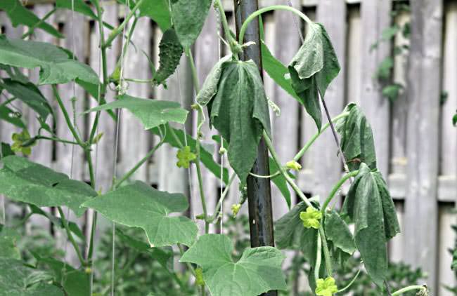 fusarium cucumber