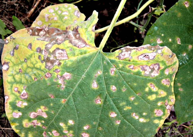 cladosporiosis of cucumbers