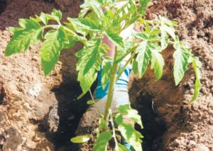 Bagaimana dan kapan menanam tomato untuk anak benih di rumah