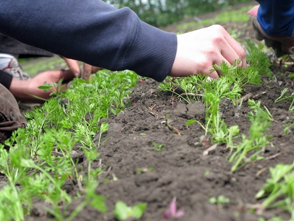 désherber les carottes dans le jardin