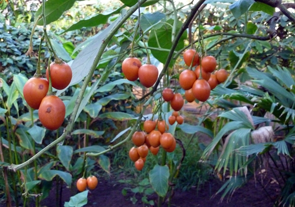 árbol de tomate Tsifomandra