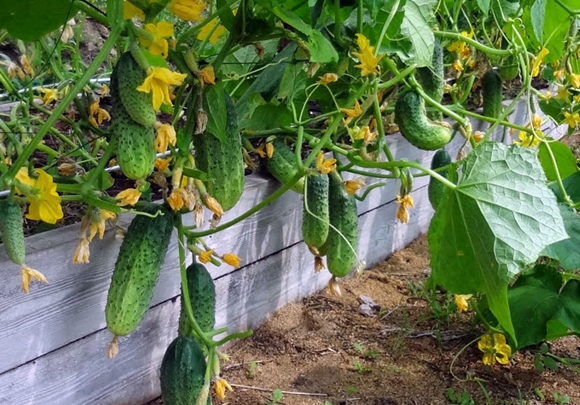 concombres dans le jardin