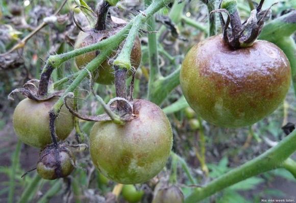 mildiou sur les buissons de tomates