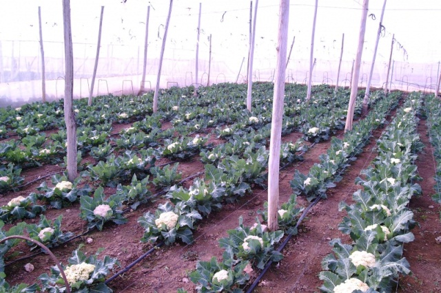 récolte de choux de potager