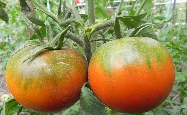 penanaman tomato