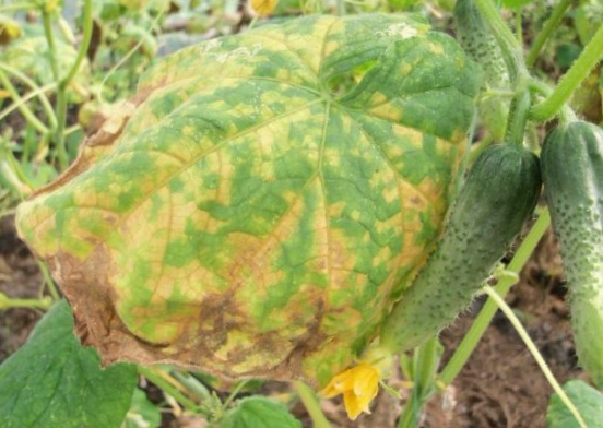 chlorose van komkommers in het open veld