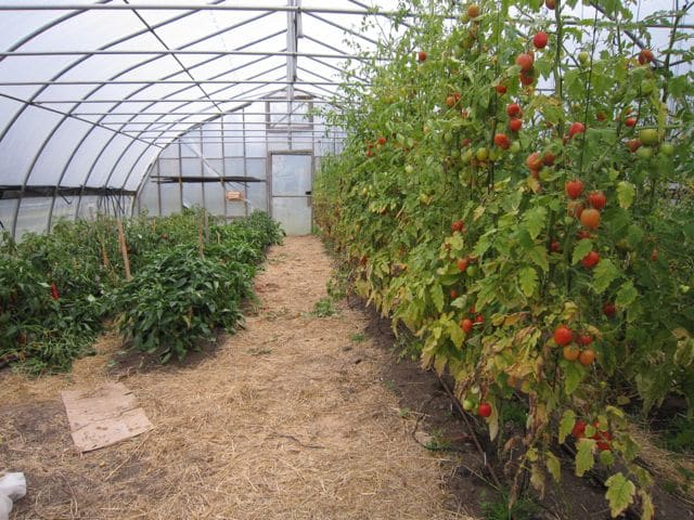 l'effet de la tomate et du poivre