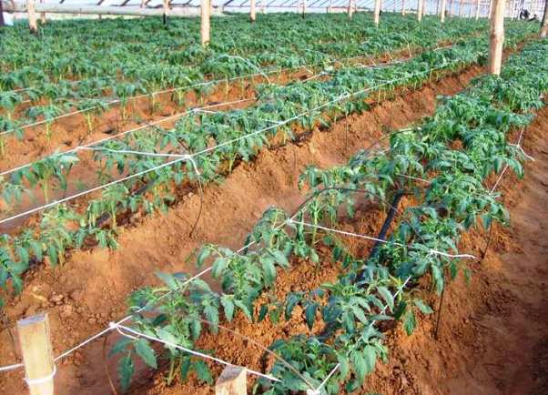 prendre soin des plants de tomates