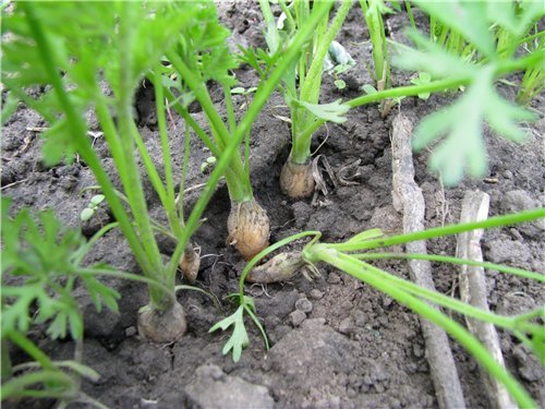 carrots grow in the open field