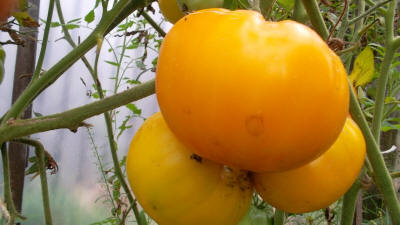 tomate dorado rey