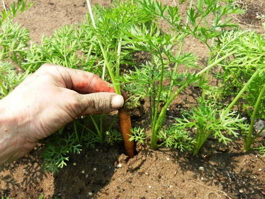 carottes dans le sol