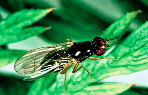 fly on a leaf