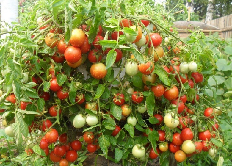 les tomates poussent dans le jardin