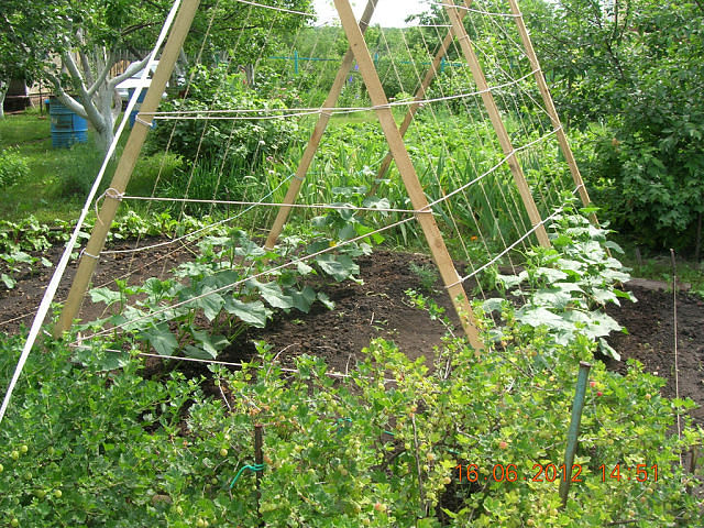 enrejado para pepinos en el jardín