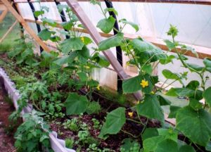 ¿Cómo se puede proteger a los pepinos del frío en campo abierto, cómo alimentarlos y ayudarlos?