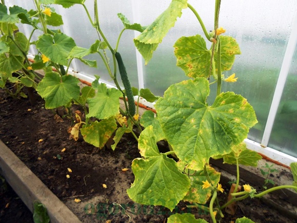 peronosporosis de pepinos en invernadero