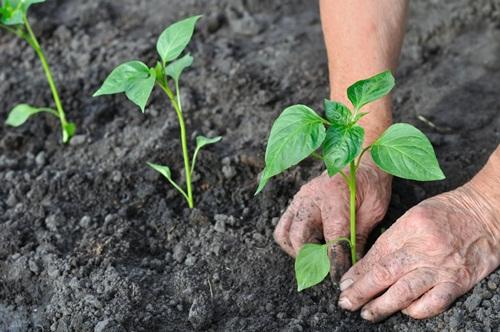 pepper shoots