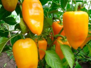 Characteristics and description of the Swallow pepper variety, its yield