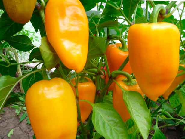 cultivo de pimiento