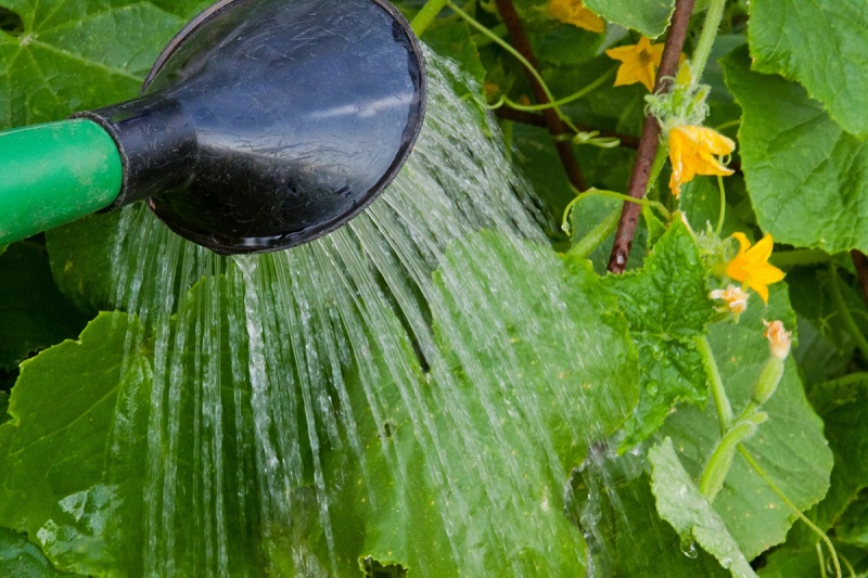 watering pepper